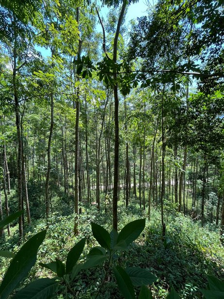 Plantación forestal comercial de mundani